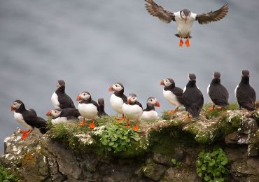 טיולים מאורגנים לאיסלנד