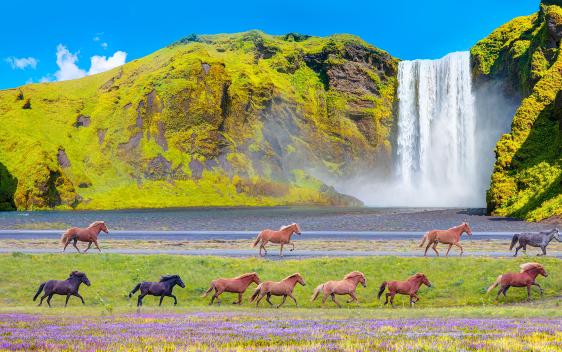 https://www.caminos.co.il/clients/caminos/gallery/iceland/562_352_15-11-23/Skogafoss_562_352.jpg