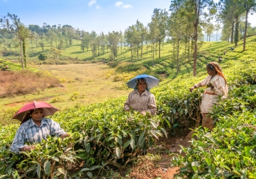 טיול מאורגן לדרום הודו - מסלול ארוך