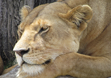 ספארי בטנזניה ונופש בזנזיבר