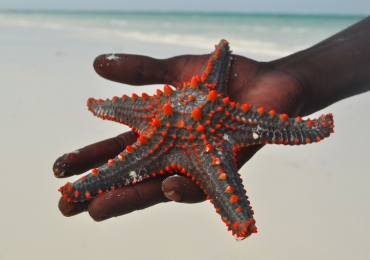 חבילות נופש לזנזיבר